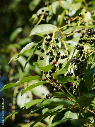 Fotografía (Prunus serotina) Cerisier ou merisier tardif - Cerisier noir - Cerisier d'autom