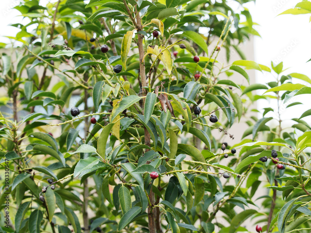 Obraz premium Cerisier noir ou prunus seronita, arbre buissonnant au port élancé, tronc à écorce brun gris, feuillage coriace, luisant, vert-foncé, garni de grappes de baies noires