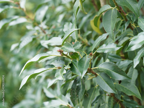 Bilde på lerret (Prunus serotina) Rameaux du merisier tardif ou cerisier noir garnis de feuilles