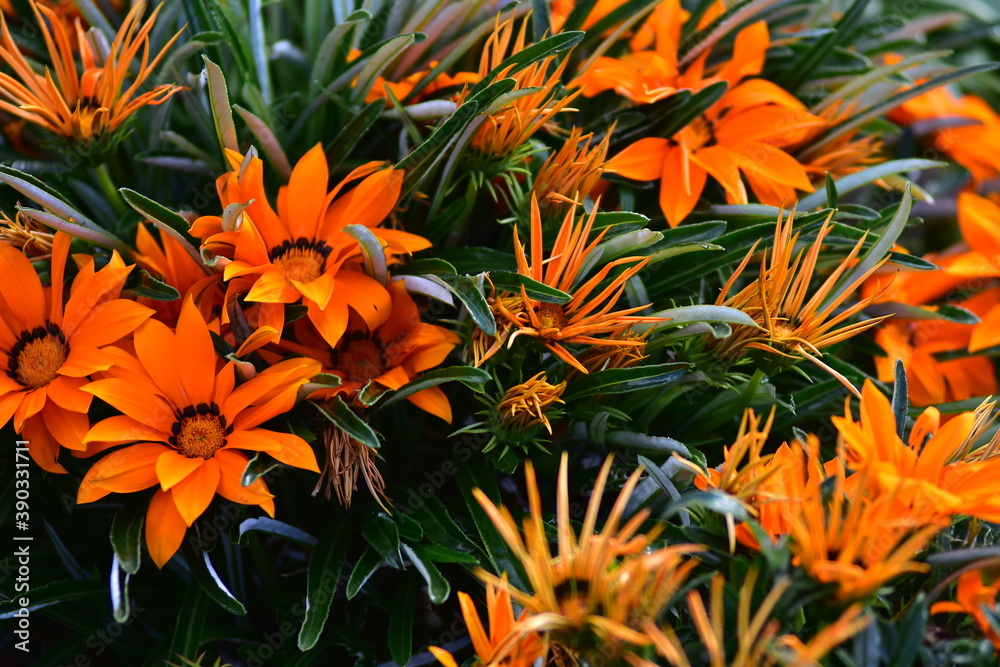 Contrasty pattern of flowers with orange petals among dark green leaves. Contrasty pattern of flowers with orange petals among dark green leaves.