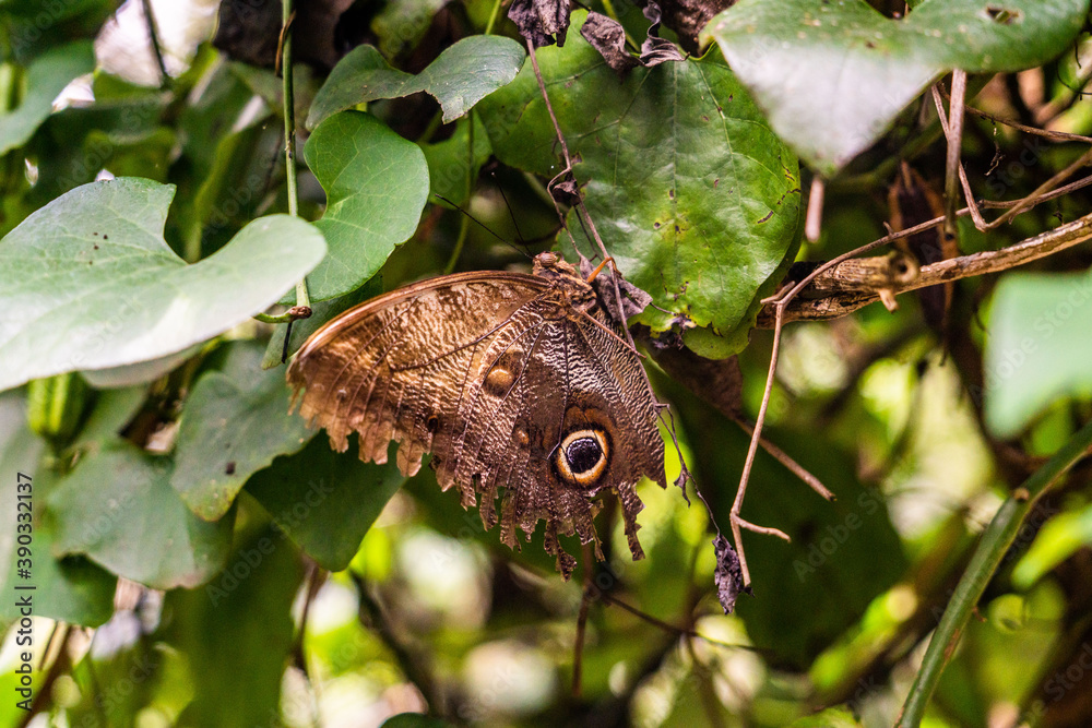 Obraz premium butterfly on leaf
