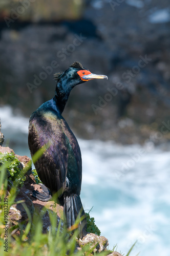 Red-faced Cormorant (Phalacrocorax urile) at St. George Island, Alaska, USA photo