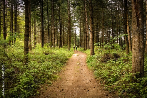 path in the woods road trekking 