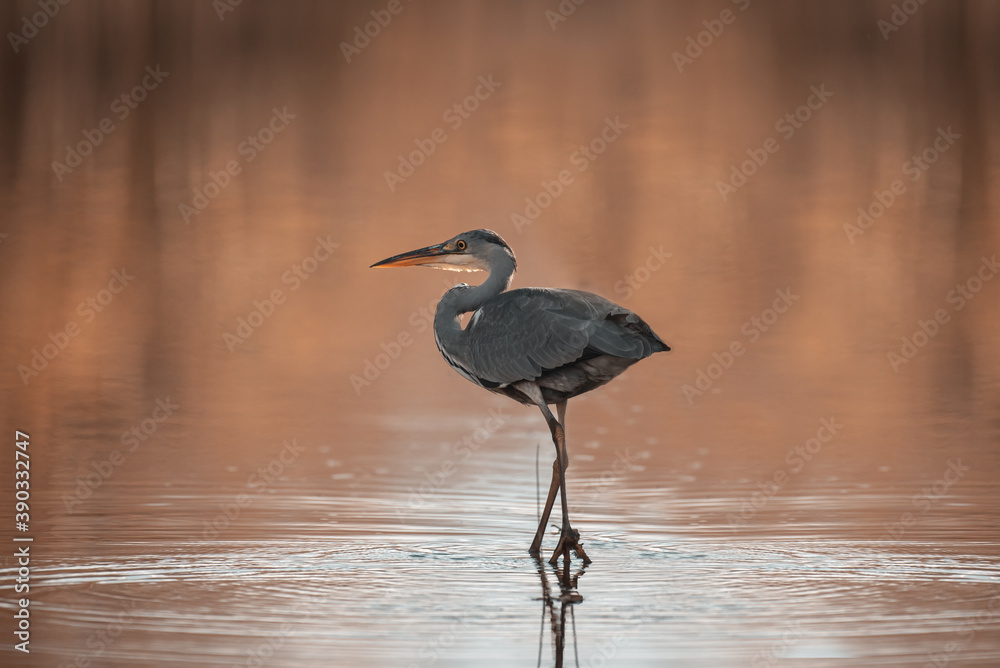 Fototapeta premium Common Grey Heron Hunting