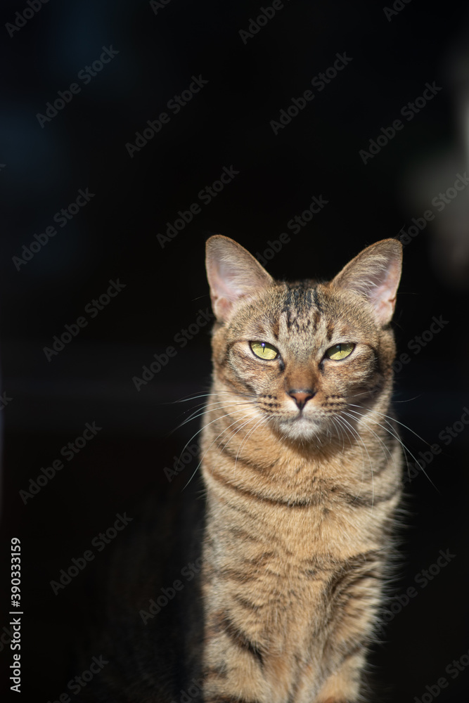 Obraz premium 美しい猫