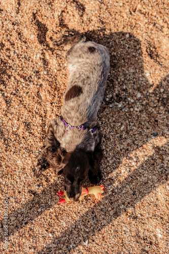 Young springer spaniel dog playing with toy on a floor on sea shore