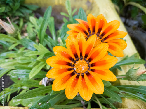 orange flower with water drops