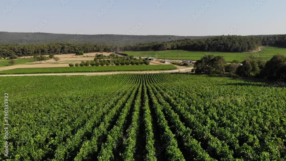drone flight over the vineyard drone flight over the vineyard