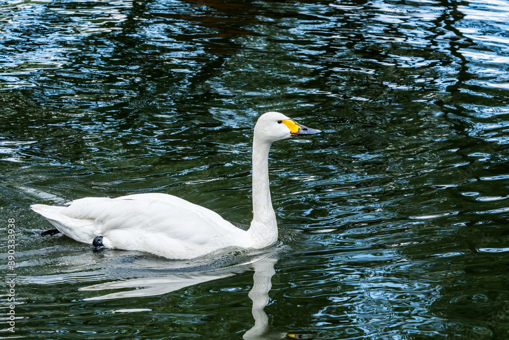 Bewick's Swan (Cygnus bewickii) in Barents Sea coastal area, Russia Bewick's Swan (Cygnus bewickii) in Barents Sea coastal area, Russia