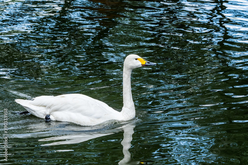 Bewick s Swan  Cygnus bewickii  in Barents Sea coastal area  Russia