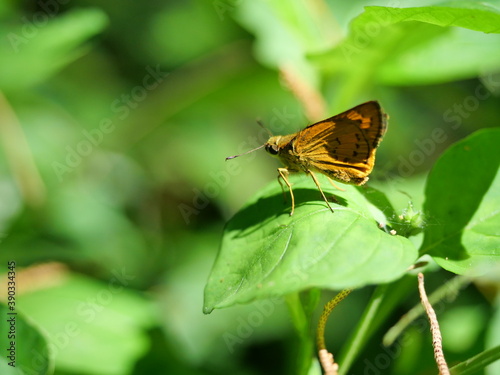 Fototapeta Naklejka Na Ścianę i Meble -  Fiery skipper butterfly on plant leaf with natural green background, Black stripes and dots on the brown wings of a tropical insect, Thailand
