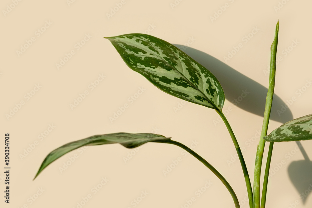 Obraz premium Close-up leaves of Aglaonema plant. Aglaonema flower on a beige background. Home plants care concept. Modern minimal creative home decor concept, garden room