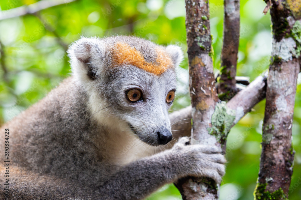 Obraz premium A crown lemur on a tree in the rainforest of Madagascar