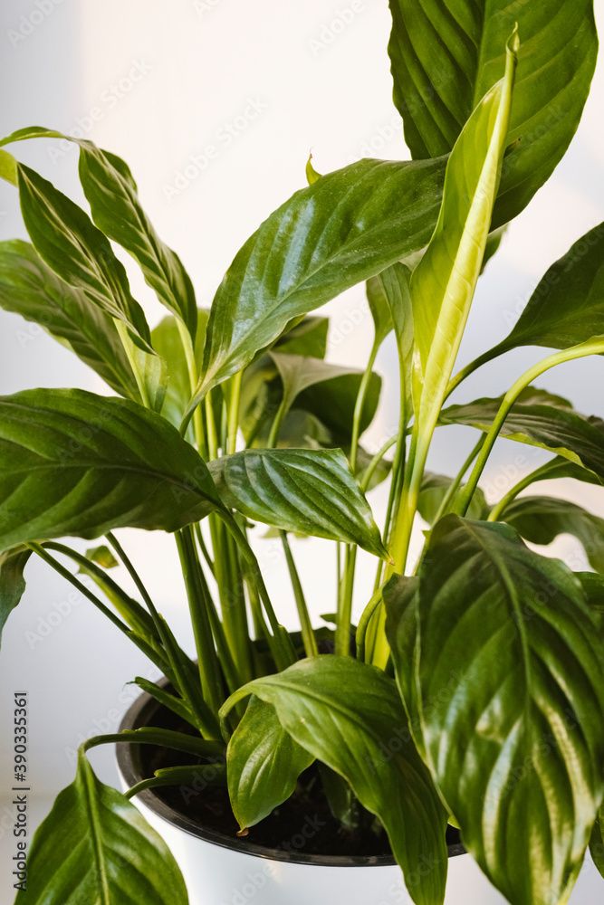 Obraz premium Close-up leaves of Spathiphyllum plant. Spathiphyllum flower in a white pot on a white background. Home plants care concept. Modern minimal creative home decor concept, garden room