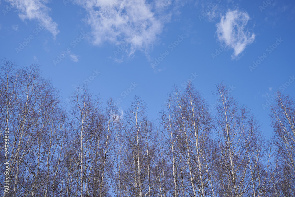 Tree branches on a background of blue sky with clouds Tree branches on a background of blue sky with clouds