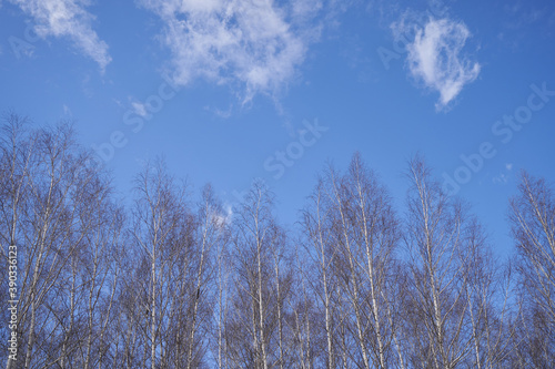 Tree branches on a background of blue sky with clouds © pridannikov
