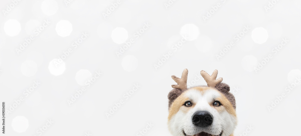 Banner akita dog christmas reindeer antlers costume. Isolated on white background. Banner akita dog christmas reindeer antlers costume. Isolated on white background.