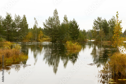 Swamp Landscape. Conservation area  swamp surrounded by pines reflecting in the water  Belarus.
