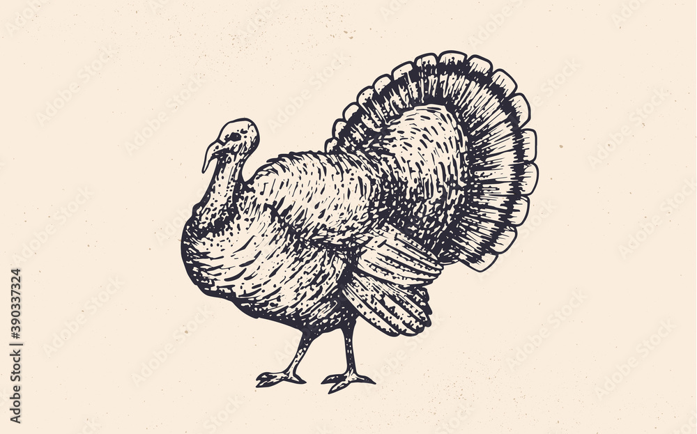 Turkey Drawing Black And White