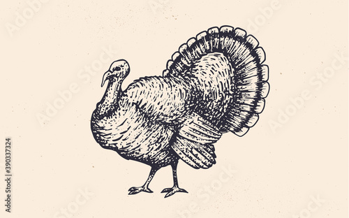 Turkey. Vintage retro print, black white turkey drawing, engrave old school style. Sketch artwork silhouette turkey on white background. Side view profile. Vector Illustration