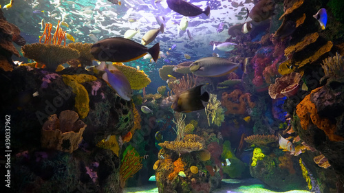 aquarium with fishes