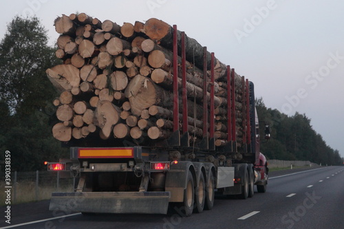 American loaded wood truck with three-axle semi trailer drive on asphalted suburban one way road at summer evening on sky and forest background back view, forestry industry lumber transportation