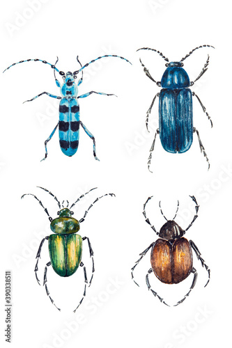 Watercolor drawing of colorful beetles isolated on the white background. Handmade illustration of insects.