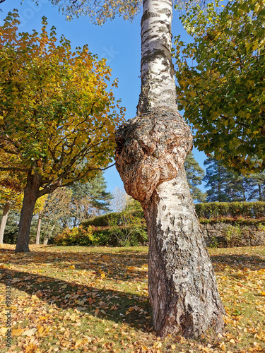 Burr or burl on a tree in a park in Autumn. photo