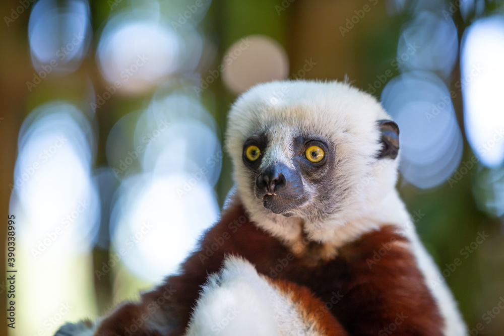 Obraz premium The Coquerel Sifaka in its natural environment in a national park on the island of Madagascar