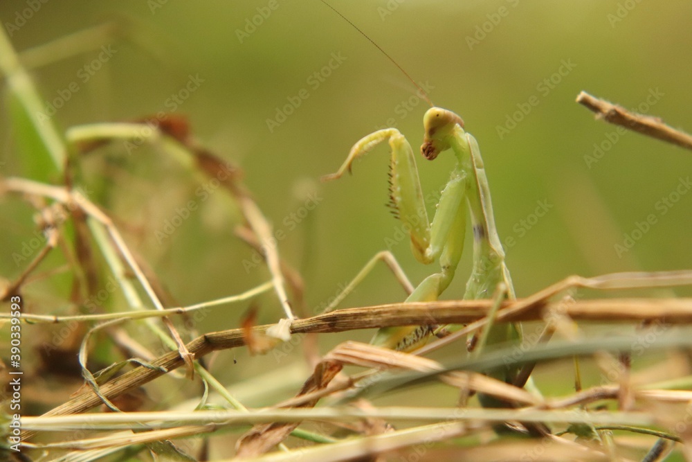 Praying mantis beetle in its natural environment, close-up.
Praying mantis beetle in its natural environment, close-up.