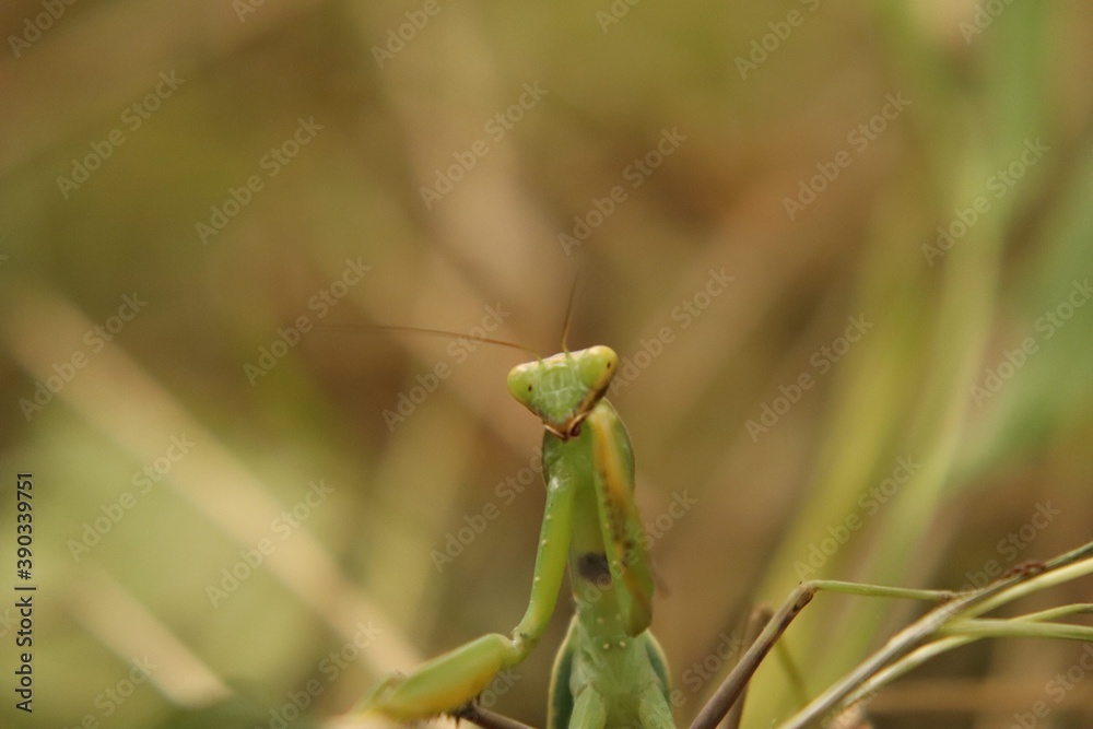 Naklejka premium Praying mantis beetle in its natural environment, close-up.