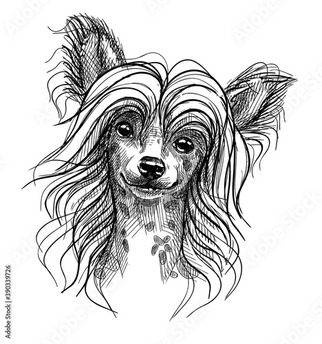 Tablou pe pânză Portrait of a small dog, a Chinese crested puppy