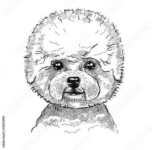 Portrait of a small dog, a puppy curly lapdog Bichon Frise. Hand-drawn sketch with black and white pen, realistic vector illustration. Isolated background.