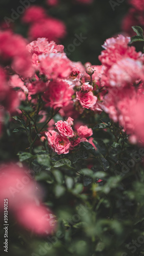 flowers in the garden