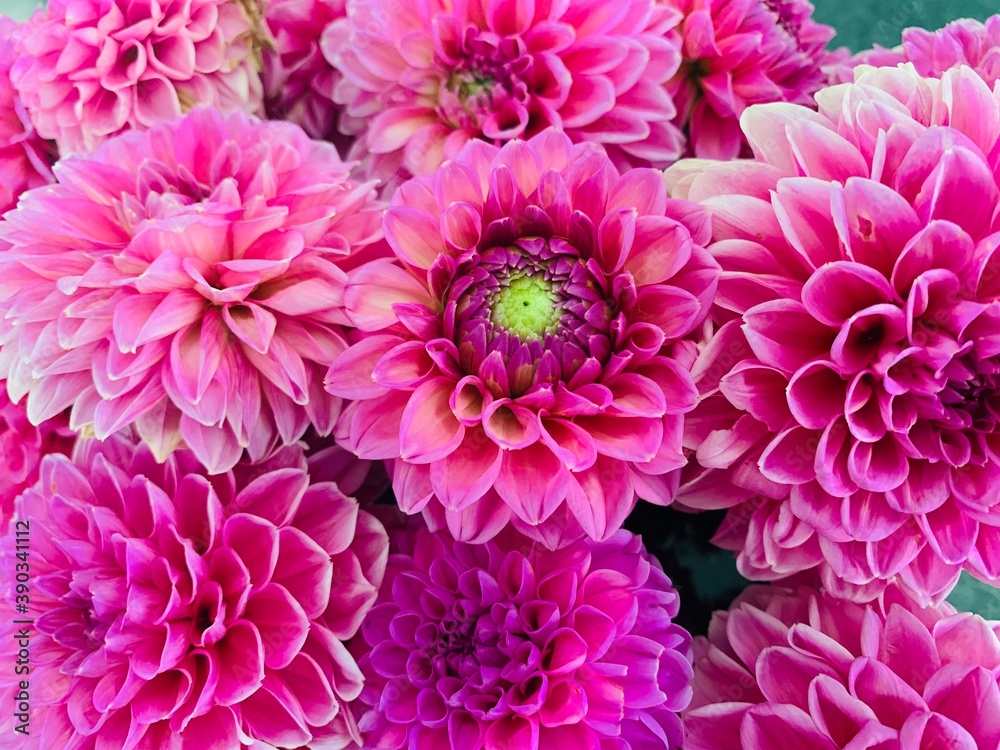 pink chrysanthemum flowers pink chrysanthemum flowers