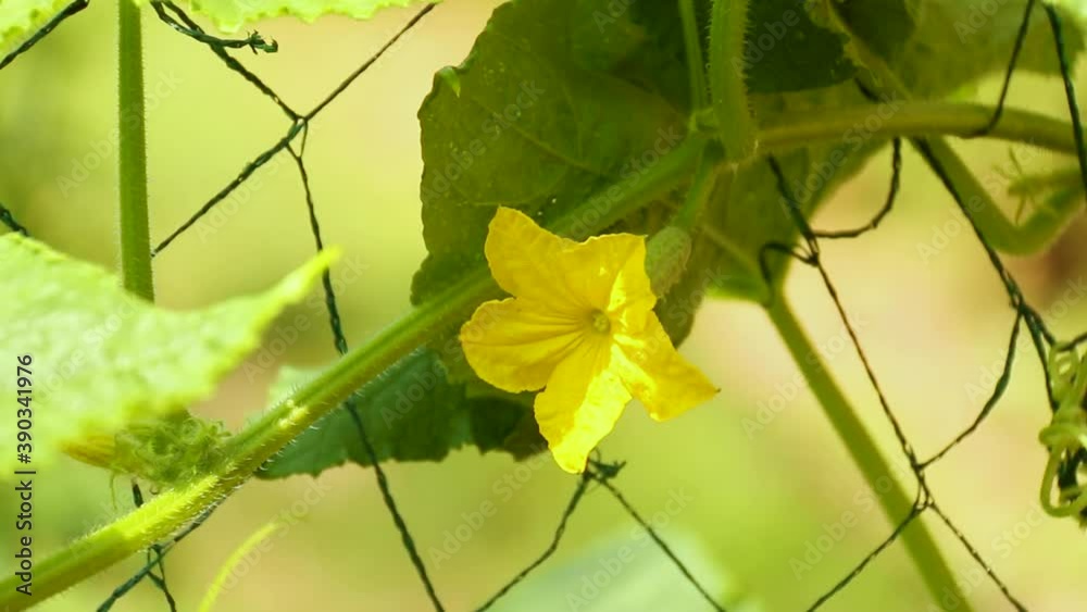 Blooming cucumbers in the garden or greenhouse on a Sunny day. Moistening of plants and vegetables in a home farm.