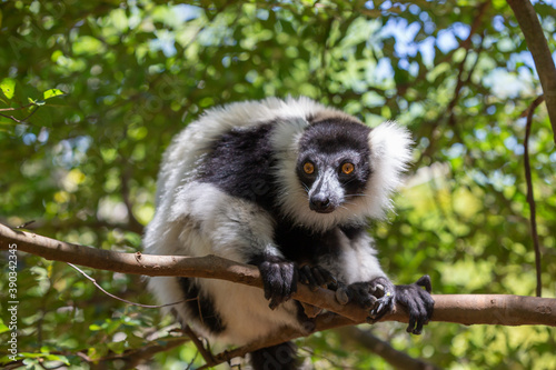 A black and white Vari Lemur looks quite curious