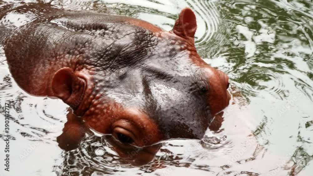 Hippopotamus enjoying submerge and pop up on the water's surface.
Hippopotamus enjoying submerge and pop up on the water's surface.