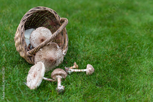 Freshly picked wild mushrooms from the local forest. Edible mushrooms in a wicker basket on a green grass. Delicious organic mushrooms for cooking. Macrolepiota procera, the parasol and milk mushroom