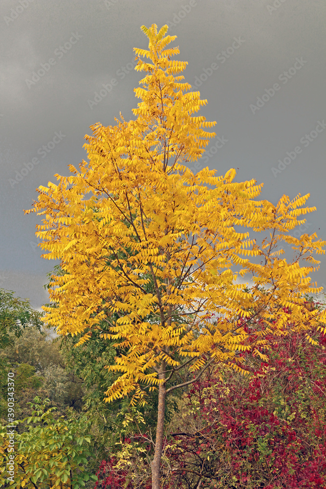 Schwarznussbaum im Herbst Schwarznussbaum im Herbst