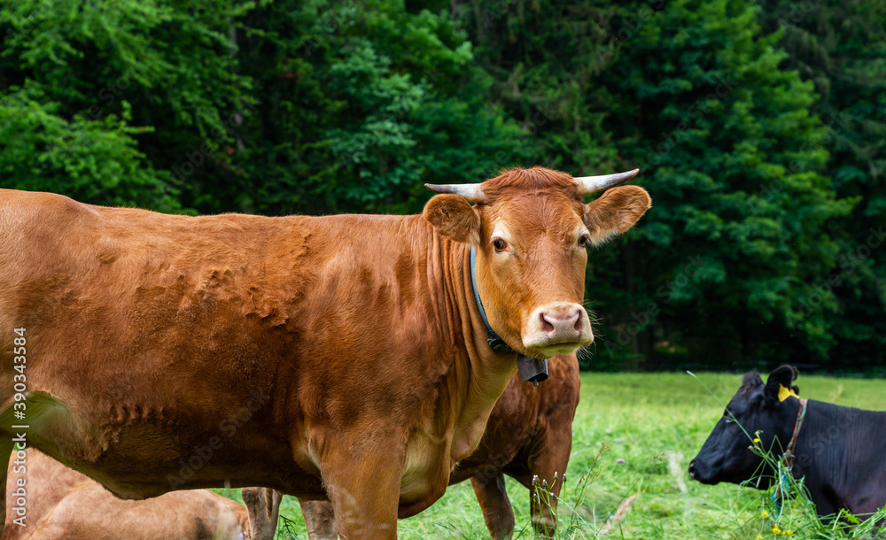 Group of cows standing on a green pasture, next to each other with at the background a green forest. Brown cows in a grassy field on a bright and sunny day in Alps Germany. Group of cows standing on a green pasture, next to each other with at the background a green forest. Brown cows in a grassy field on a bright and sunny day in Alps Germany.