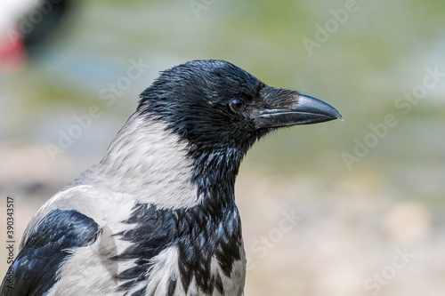 Hooded Crow  Corvus cornix  in park  Central Russia