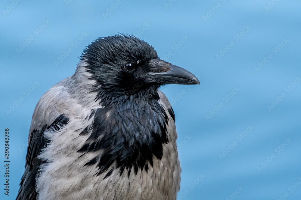 Obraz premium Hooded Crow (Corvus cornix) in park, Central Russia