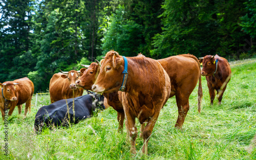 Group of cows standing on a green pasture, next to each other with at the background a green forest. Brown cows in a grassy field on a bright and sunny day in Alps Germany.