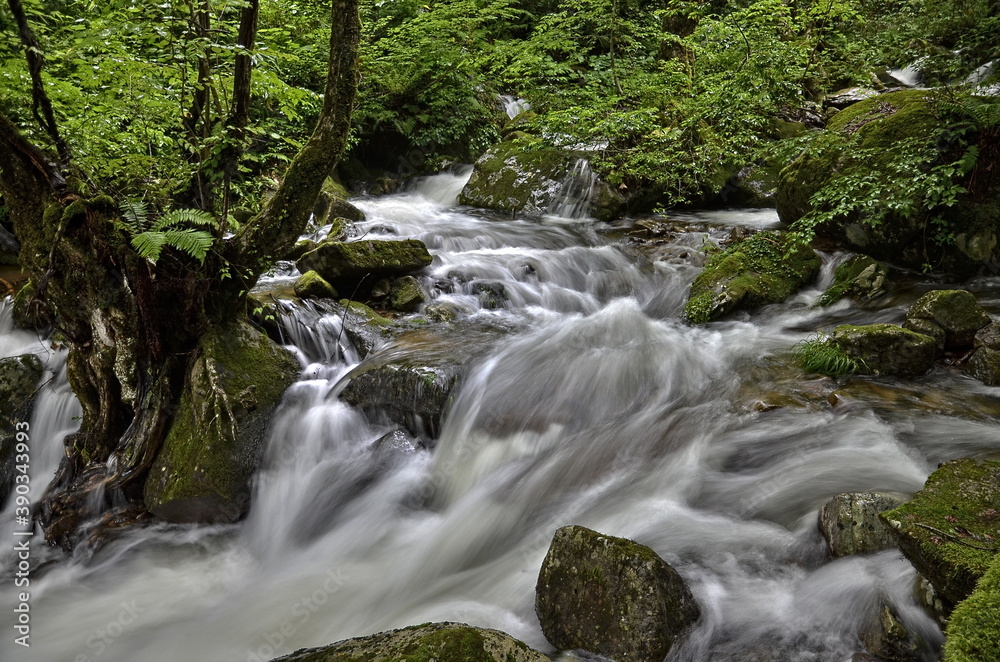 fast mountain river surrounded by green trees at long exposure fast mountain river surrounded by green trees at long exposure