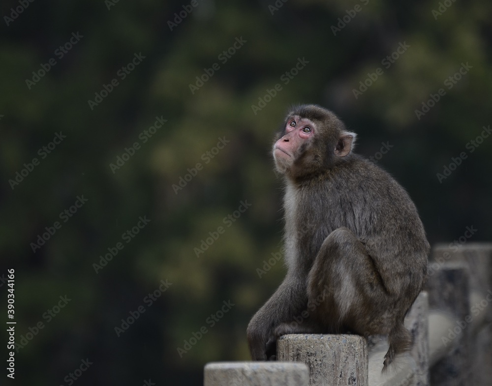 Fototapeta premium sitting macaque looking up sadly