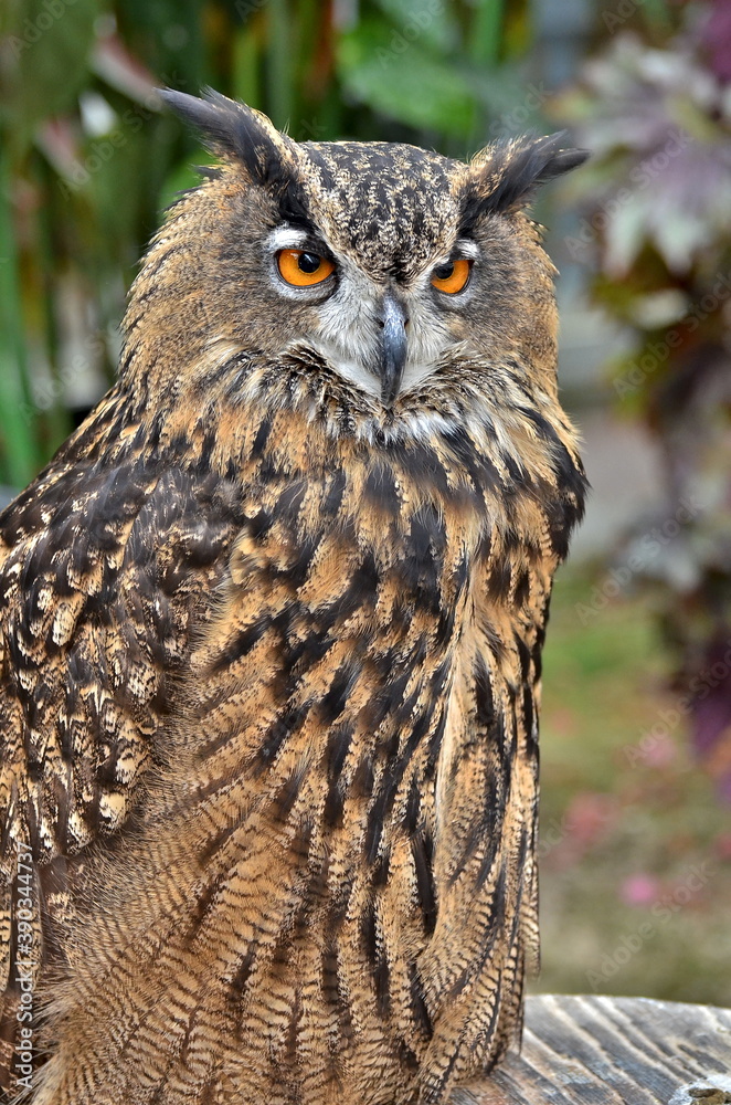 owl on a background of greeneryowl with yellow eyes owl on a background of greeneryowl with yellow eyes