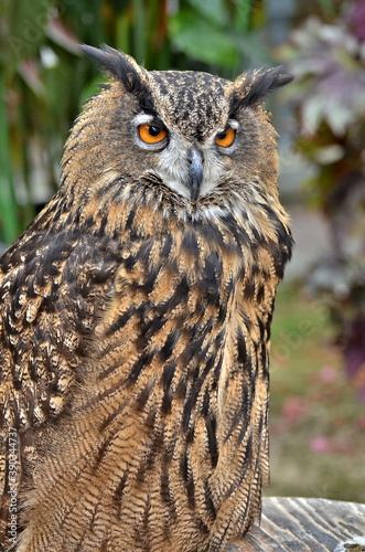  owl on a background of greeneryowl with yellow  eyes