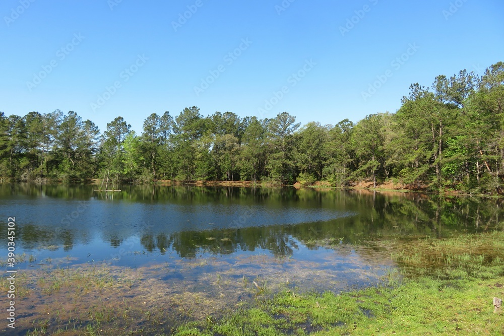 Beautiful view of the marshes and forest of north Florida nature Beautiful view of the marshes and forest of north Florida nature