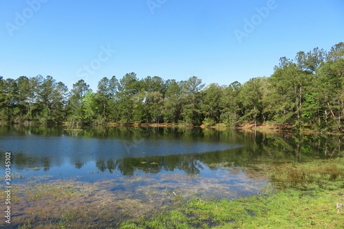 Bilde på lerret Beautiful view of the marshes and forest of north Florida nature